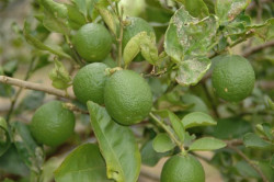 Image Image